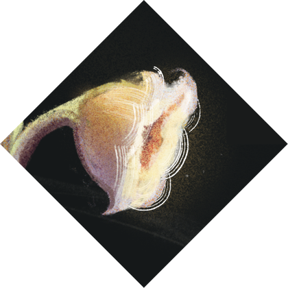 Diamond-cropped detail of a flower bud